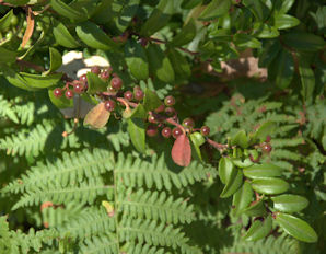 2010-07-12_25 Red Berries of Huckleberry TN.jpg - 41760 Bytes